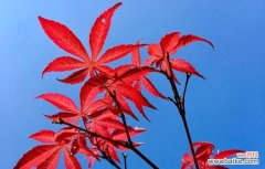 神奇的生存机制与独特的形态特征 探秘鸡爪械树