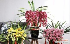 大花蕙兰的生长需要注意什么？/管理大花蕙兰的诀窍 如何恰当地浇水大花蕙兰？