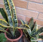 打造最美绿植家居生活不可或缺 虎皮兰的养殖全指南