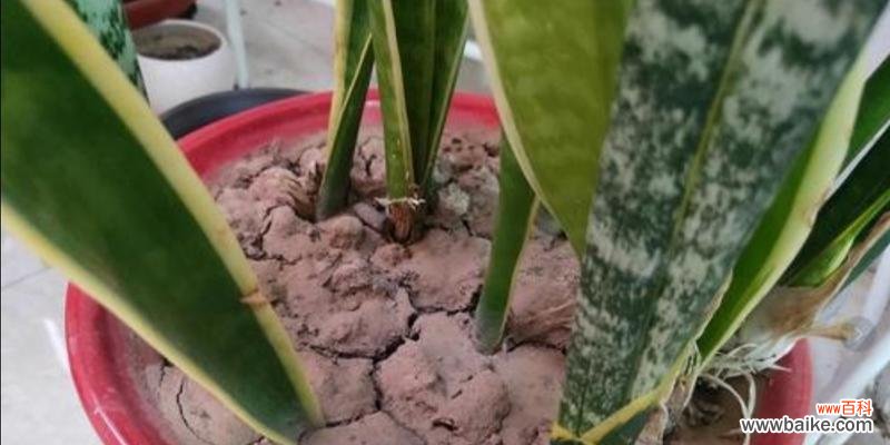 打造最美绿植家居生活不可或缺 虎皮兰的养殖全指南