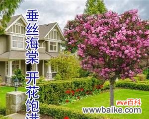 步骤详解、关键技巧、养护方法 如何成功栽培海棠树