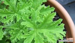 秘诀揭秘，让你的驱蚊草更健康 如何正确养护驱蚊草