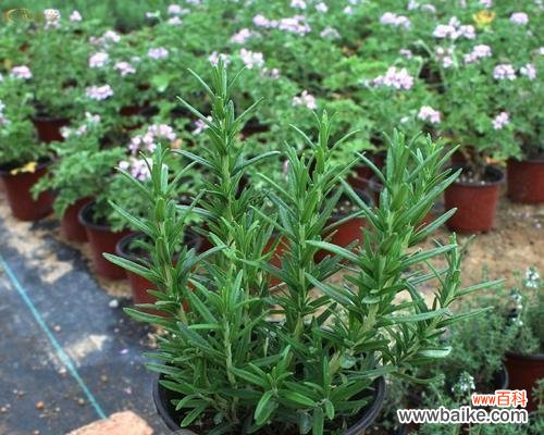 秘诀揭秘，让你的驱蚊草更健康 如何正确养护驱蚊草