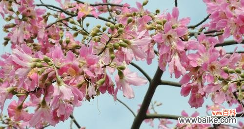 异木棉花期与特点 盛开在夏天的美丽异木棉