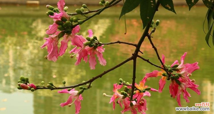 异木棉花期与特点 盛开在夏天的美丽异木棉