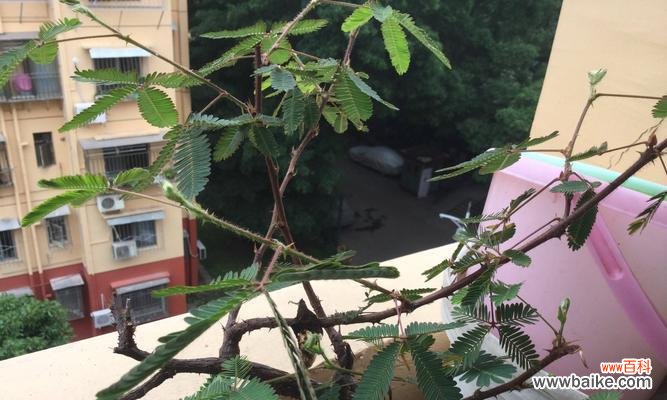 探究含羞草的生长习性、形态特征及药用价值 含羞草——敏感的美丽