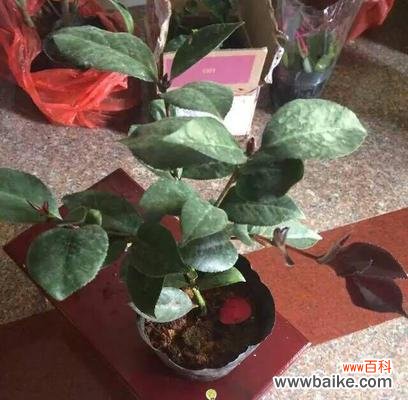 简单易行的方法和技巧 茶花扦插繁殖，让你的花园更美丽