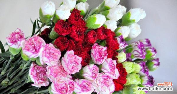 用康乃馨解读爱情 康乃馨花的象征意义与寓意