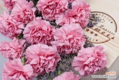 一朵花的意义与情感 康乃馨的美丽与寓意