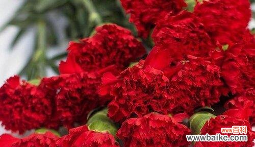 用花语诠释康乃馨的情感表达 康乃馨花语的意义及魅力