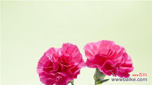 用花语诠释康乃馨的情感表达 康乃馨花语的意义及魅力