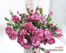 探究康乃馨花的寓意和文化背景 康乃馨花