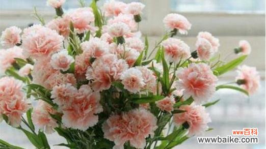 探究康乃馨花的寓意和文化背景 康乃馨花