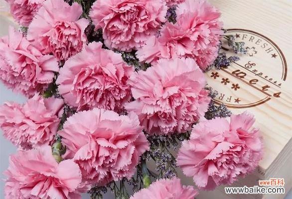 康乃馨花的象征意义及其文化背景 康乃馨花的象征意义——美丽、爱情与希望