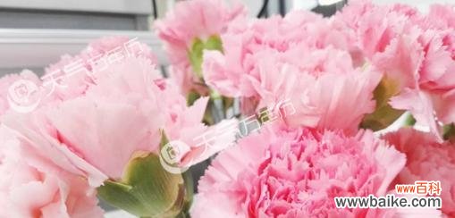 解读康乃馨花语 康乃馨花语的含义及象征