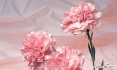 康乃馨花语解读及粉色的象征意义 康乃馨花语与粉色的寓意