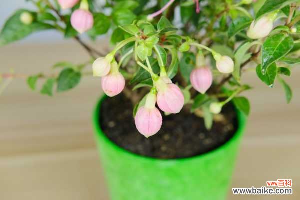 倒挂金钟掉花苞怎么回事,怎么办