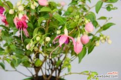 倒挂金钟掉花苞怎么回事，怎么办