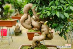 人参榕树掉叶子是怎么回事，怎么办