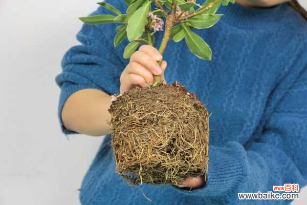 瑞香叶子下垂怎么补救，是什么原因