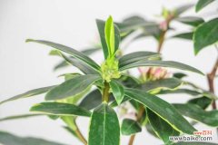 瑞香叶子下垂怎么补救，是什么原因