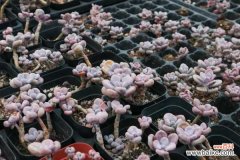 桃蛋掉叶子怎么回事，怎么办