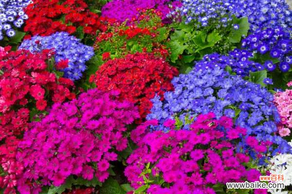 瓜叶菊叶子蔫了怎么办，怎么恢复