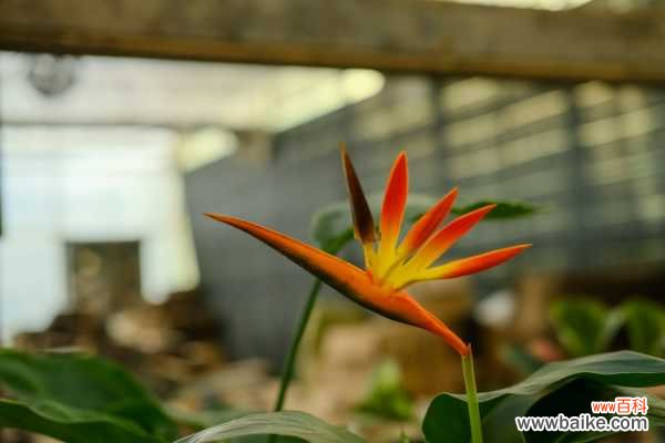 鹤望兰叶子开裂怎么回事,怎么办