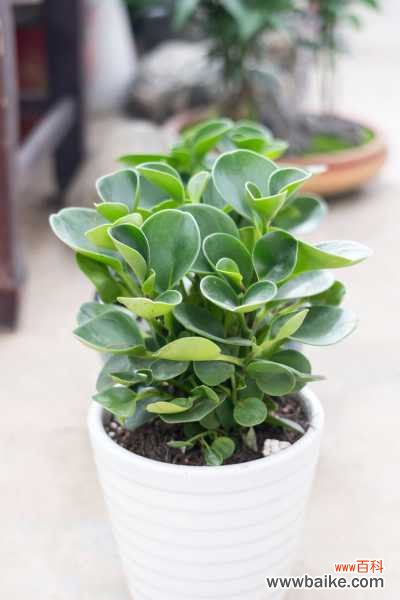 豆瓣绿叶子发黑是怎么回事，怎么办