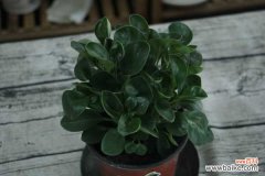 豆瓣绿掉叶子怎么回事，怎么补救