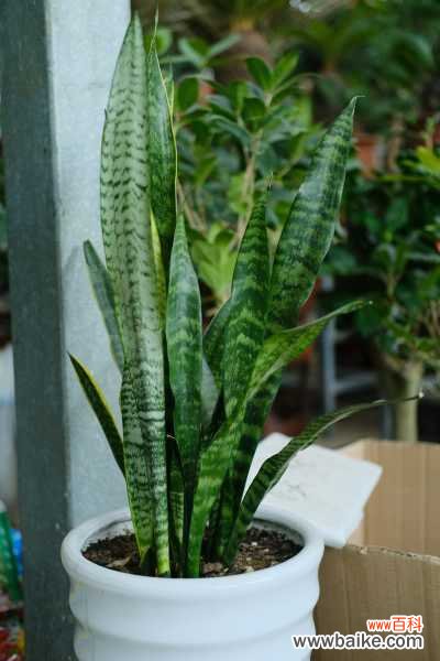 虎皮兰叶子卷着咋回事，能恢复吗