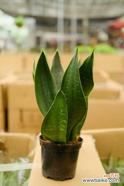 虎皮兰叶子卷着咋回事，能恢复吗