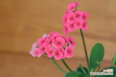 虎刺梅掉叶子怎么回事，掉叶怎么办