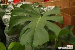 龟背竹叶子发黑是怎么回事，怎么解决