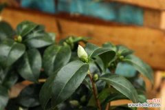 茶花叶子卷了怎么回事，怎么办