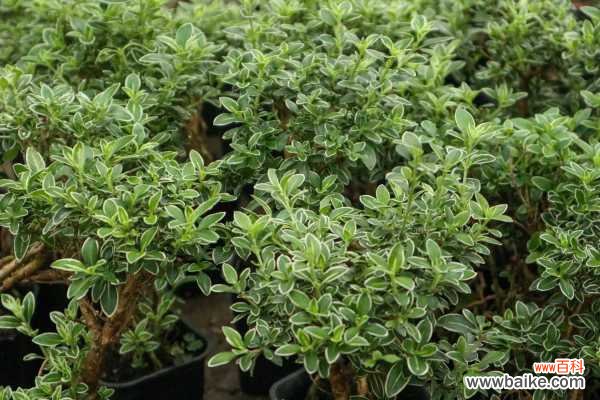 六月雪叶子干枯掉落怎么办