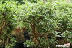 六月雪叶子干枯掉落怎么办