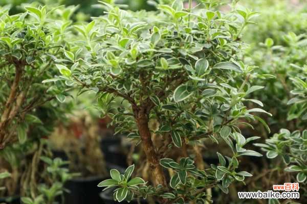 六月雪叶子干枯掉落怎么办