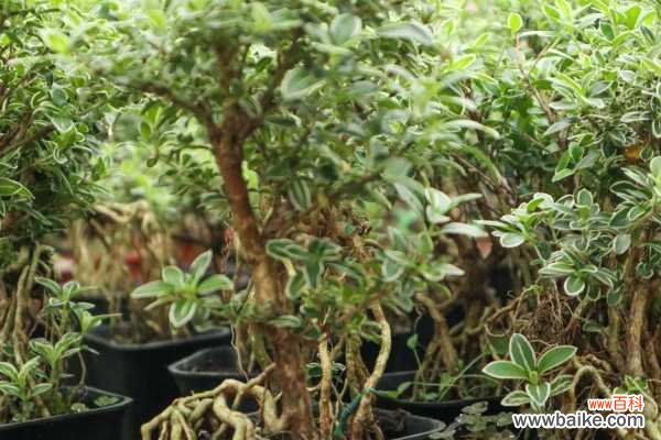 六月雪叶子干枯掉落怎么办