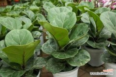 琴叶榕叶子锈斑怎么治，能变回来吗