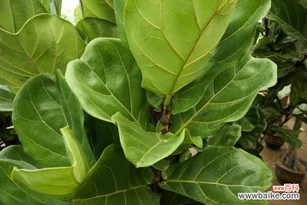 琴叶榕叶子锈斑怎么治，能变回来吗