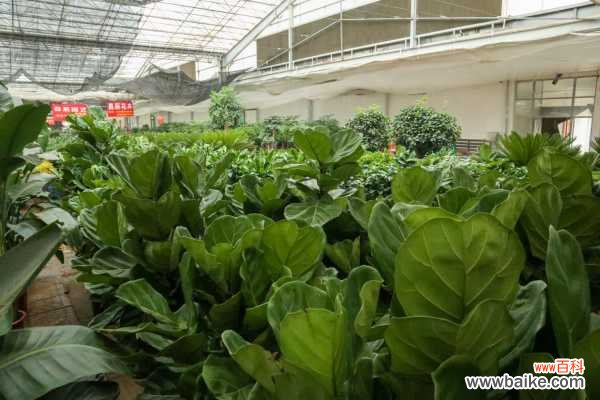 琴叶榕叶子锈斑怎么治，能变回来吗