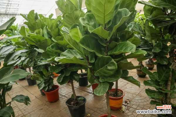 琴叶榕叶子下垂的原因,怎么救