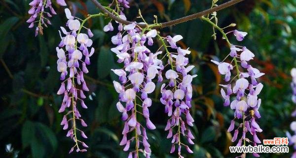 紫藤的花语是什么？紫藤花象征着什么含义？