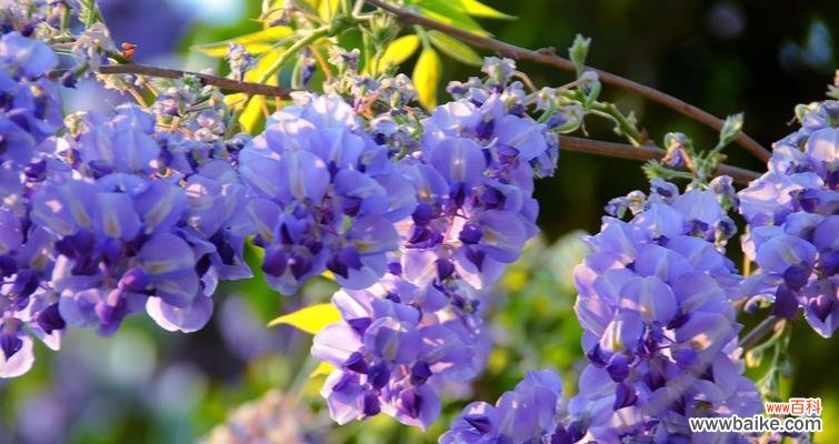 紫藤的花语是什么？紫藤花象征着什么含义？