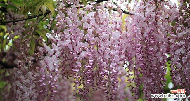 紫藤的花语是什么？紫藤花象征着什么含义？