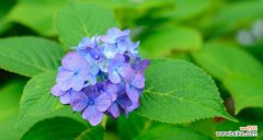 紫阳花的花语是什么？如何正确解读紫阳花的含义？