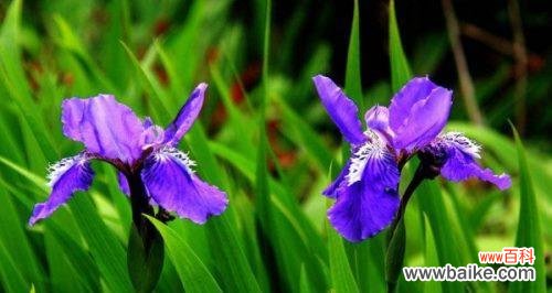 鸢尾花的花语和寓意是什么？如何正确解读鸢尾花的象征意义？