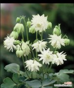 耧斗菜的花语是什么？如何用耧斗菜表达情感？