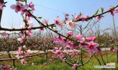 桃花的寓意象征是什么？桃花在文化中代表了什么含义？